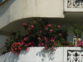 flori-4