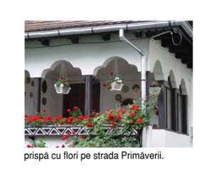 poza-1