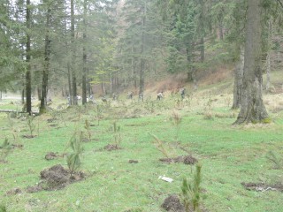Impadurire-Valea-Cerbului